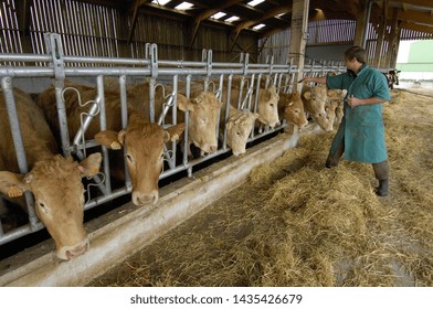 Normandie, France, February 2009.
Bluetongue vaccination campaign of beef and cows by a veterinary in containment feed fence. Blonde d'Aquitaine breed of cow - Shutterstock ID 1435426679