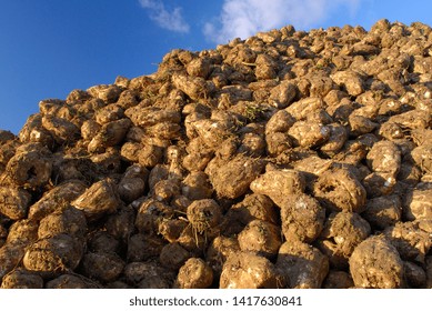 Normandie, France, Octoberr 2007.
Harvesting Sugar Beets With A Tanker Harvester. Piles Of Beets With Excess Soil