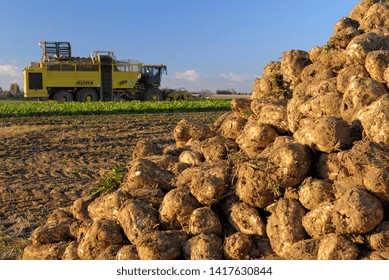 Normandie, France, Octoberr 2007.
Harvesting Sugar Beets With A Tanker Harvester. Piles Of Beets With Excess Soil