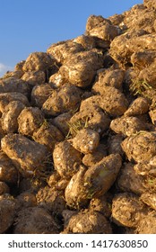 Normandie, France, Octoberr 2007.
Harvesting Sugar Beets With A Tanker Harvester. Piles Of Beets With Excess Soil