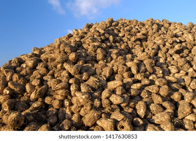 Normandie, France, Octoberr 2007.
Harvesting Sugar Beets With A Tanker Harvester. Piles Of Beets With Excess Soil