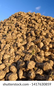 Normandie, France, Octoberr 2007.
Harvesting Sugar Beets With A Tanker Harvester. Piles Of Beets With Excess Soil