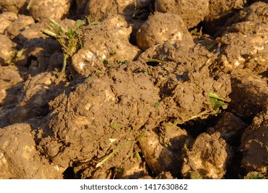 Normandie, France, Octoberr 2007.
Harvesting Sugar Beets With A Tanker Harvester. Piles Of Beets With Excess Soil