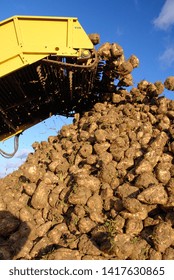 Normandie, France, Octoberr 2007.
Harvesting Sugar Beets With A Tanker Harvester. Piles Of Beets With Excess Soil