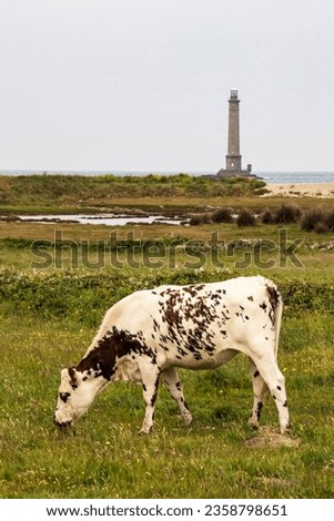 Normandy cows grazing in front of the Hague lighthouse. Normandy