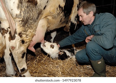 Normandy, France, February 2010.
Farmer feeding milk from cow to new-born calf. Without colostrum, the calf has no immunity to fight the bacteria or microbes in its environment