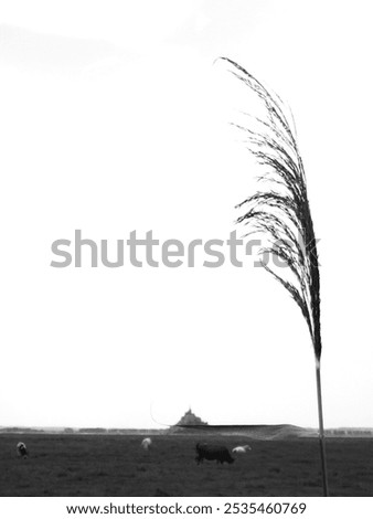 Similar – Image, Stock Photo Windy today Environment