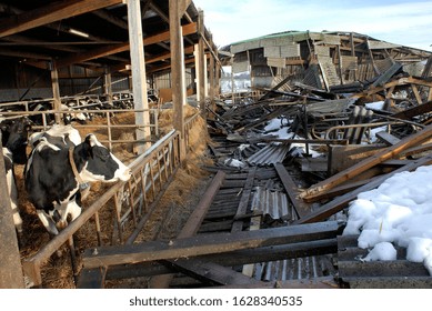 Normandy, France, January 2010.
Roof Collapsed Of A Farm Building Under The Weight Of The Snow Due Tot Heavy Snowfall During Storm Winter. Debris Field With Broken Wood Beams. Massive Storm Damage