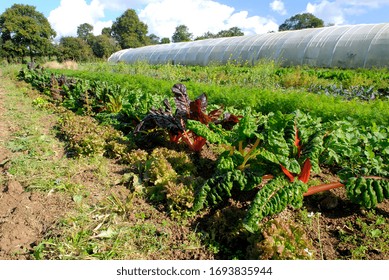 Agriculture Biologique Images Stock Photos Vectors Shutterstock
