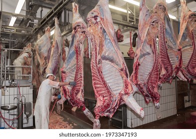 Normandy, France, March 2004. Slaughterhouse. Carcass hanging