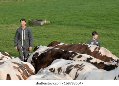 Normandy, France, May 2010.
Dairy Herd On The Way To Be Milked. Normande Cows And Prim Holstein Breed.
Farmer With His Young Son Learning The Trade Of Dairy Farmer 