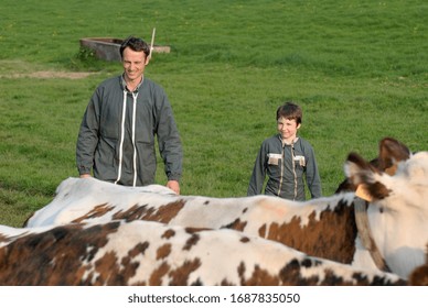 Normandy, France, May 2010.
Dairy Herd On The Way To Be Milked. Normande Cows And Prim Holstein Breed.
Farmer With His Young Son Learning The Trade Of Dairy Farmer 