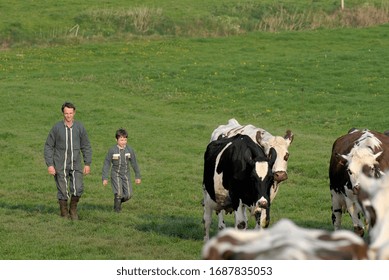 Normandy, France, May 2010.
Dairy Herd On The Way To Be Milked. Normande Cows And Prim Holstein Breed.
Farmer With His Young Son Learning The Trade Of Dairy Farmer 