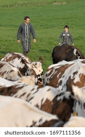 Normandy, France, May 2010.
Dairy Herd On The Way To Be Milked. Normande Cows And Prim Holstein Breed.
Farmer With His Young Son Learning The Trade Of Dairy Farmer 