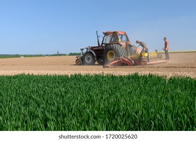 Normandy, France, May 2012.
Salsify Sowings With Seeder. Filling Seeders With Salsify Seed By The Farm Worker