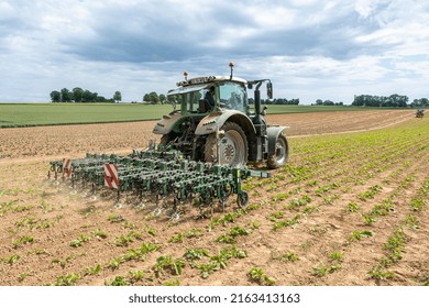Normandy, France, May 2022. Hoeing of a 4-leaf stage beet field. Presence of weeds