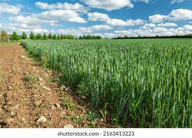 Normandy, France, May 2022. Maize field at the 3-leaf stage and wheat field at the heading stage affected by drought. Growth retardation