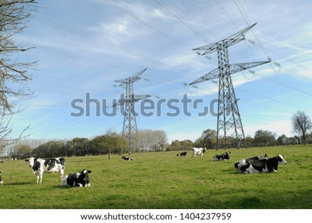Normandy, France, November 2013.
High-tension pylon on a  meadow with cow prim' holstein race
