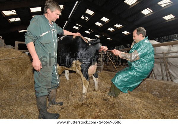 Normandy,
France, october 2007.
Cow calving. Because the calf
presents
differently, the parturition is much more difficult. A
Caesarean by a veterinary  will be
necessary