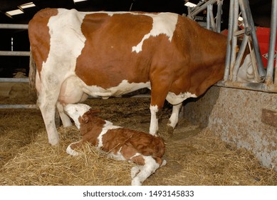 Normandy, France, October 2012.
Farmer feeding milk from cow to new-born calf. Without colostrum, the calf has no immunity to fight the bacteria or microbes in its environment