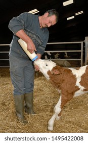 Normandy, France, October 2012.
Farmer administrating colostrum to a new-born calf. Without colostrum, the calf has no immunity to fight the bacteria or microbes in its environment