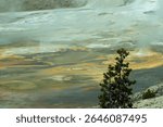 norris geyser basin in yellowstone.