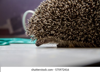 North African Or Algerian Hedgehog, Atelerix Algirus, Healing Of A Car Hit In A Wildlife Hospital Of Barcelona, Catalonia, Spain.