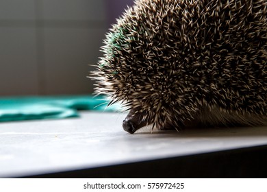 North African Or Algerian Hedgehog, Atelerix Algirus, Healing Of A Car Hit In A Wildlife Hospital Of Barcelona, Catalonia, Spain.