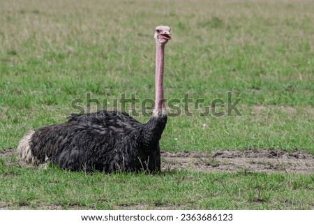 The North African ostrich, scientifically known as Struthio camelus camelus, is a subspecies of the ostrich (Struthio camelus) that is native to North Africa. Ostriches are the largest 