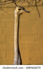 North African ostrich, Struthio camelus in Jerez de la Frontera, Andalusia in Spain - Shutterstock ID 1889606074