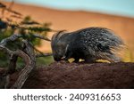 North African wildlife: North African Crested Porcupine, Hystrix Cristata, nocturnal animal with entire body covered with  spines. Porcupine on a day, on rock against orange dune in background.