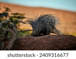 North African wildlife: North African Crested Porcupine, Hystrix Cristata, nocturnal animal with entire body covered with  spines. Porcupine on a day, on rock against orange dune in background.  