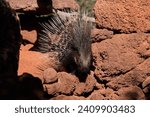 North African wildlife theme:  African Crested Porcupine, Hystrix Cristata,  animal with entire body covered with spines. Porcupine in rocky environment of arid desert.    
