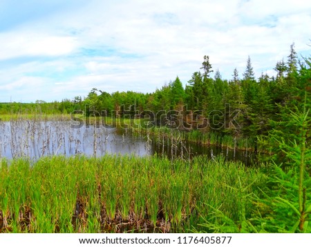 North America, Canada, Province of Nova Scotia, Cape Breton Island, swamp, forest, mountain