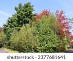 North america fall landscape trees from the bottom eastern townships Granby Quebec province Canada