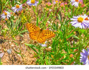 North America National Park In Summer Season. Orange And Yellow Butterfly, Speyeria Coronis Or Coronis Fritillary, Family Nymphalidae. Butterfly On Flowers Of Grand Teton, Wyoming, United States.