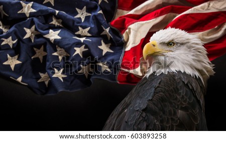 North American Bald Eagle with Flag.