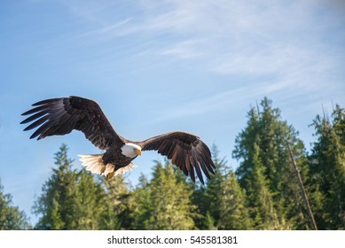 North American Bald Eagle Flying In Wilderness