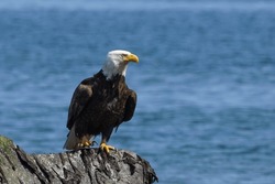 North American Bald Eagle Sitting At The Lakeshore