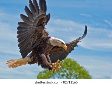 North American Bald Eagle With Talons Out