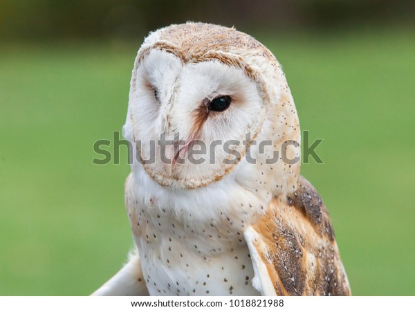 North American Barn Owl Stock Photo Edit Now 1018821988