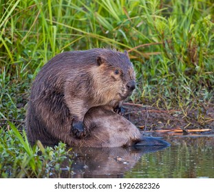 A North American Beaver Bathing