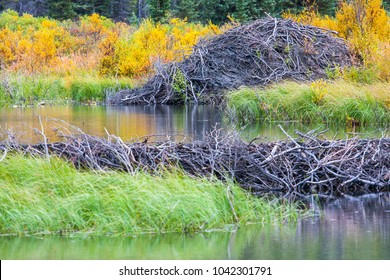 The North American beaver or American  or Canadian beaver (Castor canadensis) is one of two extant beaver species. Beaver dam and lodge in Alaska on a lake.