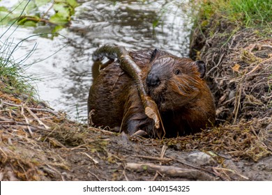 North american beaver carrying a recently cut branch to build a dam in an Alaskan river