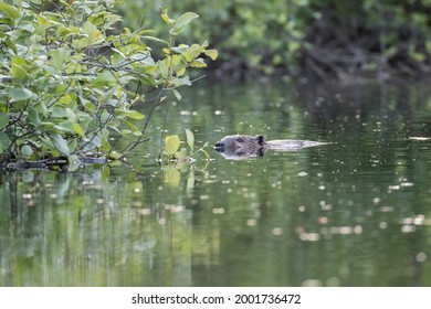  North American Beaver (Castor Canadensis)