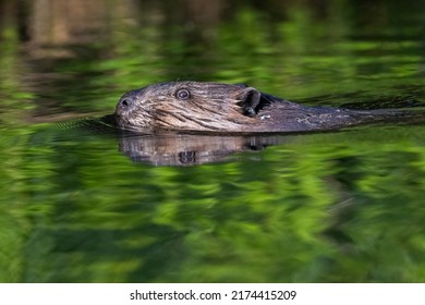 North American Beaver (Castor Canadensis) 