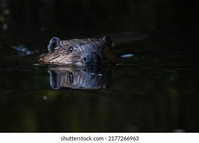 North American Beaver (Castor Canadensis) 