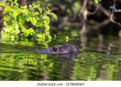 North American Beaver (Castor Canadensis) 