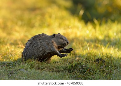 North American Beaver (Castor Canadensis) - Eager Beaver