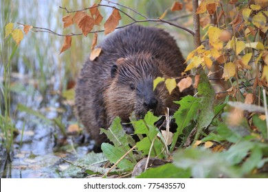 North American Beaver (Castor canadensis) eating,  Alaska 